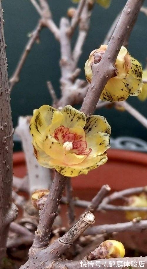 羊奶果|4种花摇身一变超美''老桩'',精致又贵气,价格翻一倍