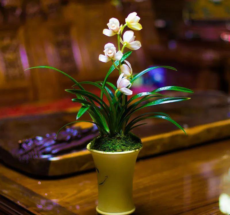 曾经天价的8种兰花,如今跌落神坛,普通人也买得起