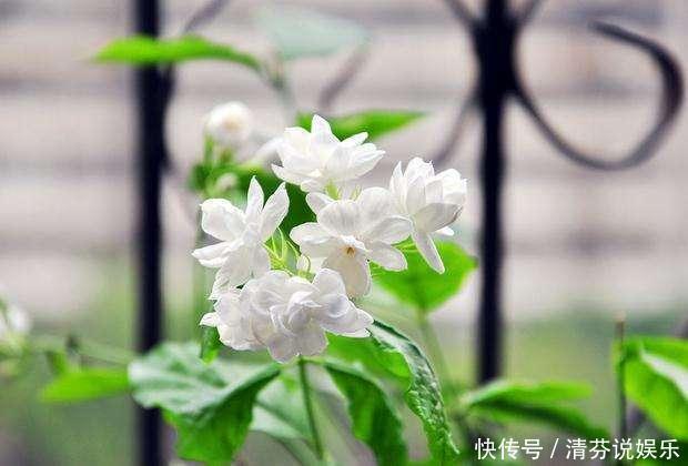 栀子花|到了这个月份,栀子花“修剪”提上日程,明年开花就靠这几刀