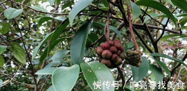 椭圆形|山里有一种美味的野果悄悄成熟了，这种野果你有吃过吗！