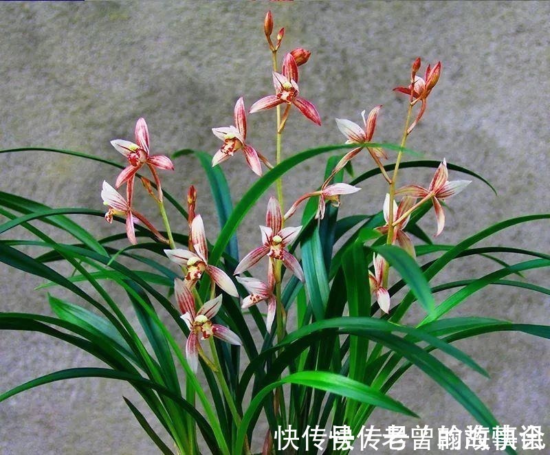 天价|曾经天价的8种兰花,如今跌落神坛,普通人也买得起