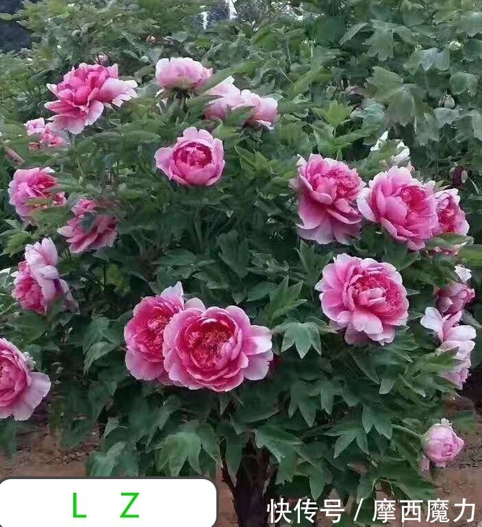 金银花|种植药用花卉一举多得收益很不错哟