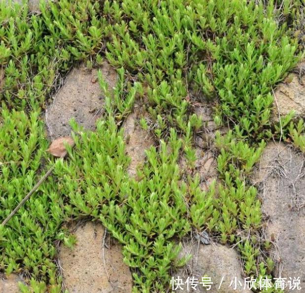 扔土里能疯长一大片的多肉,半年能占领院子!