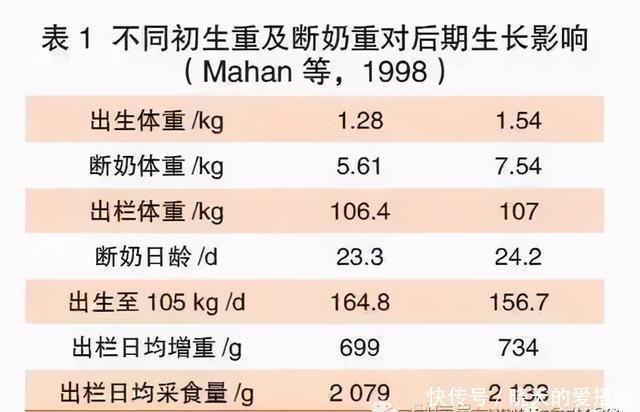 仔猪|如何让仔猪顺利渡过断奶关?