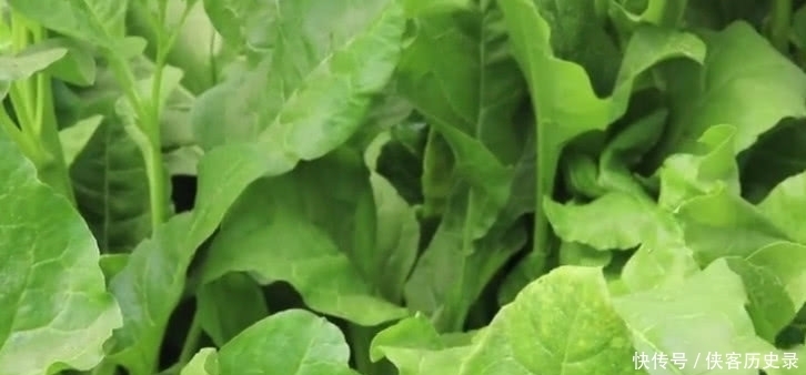 乡下有一种美味,只吃菜杆不吃叶子,做成凉菜味一绝深受女性追捧