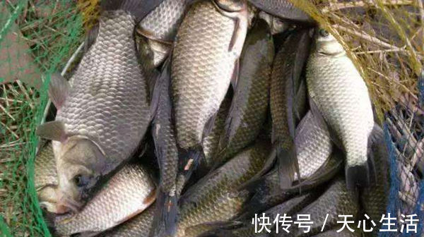 五款自制饵料配方，鲫鱼疯狂着迷，杂鱼不沾，盛夏野钓大板鲫必备