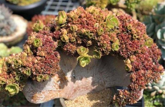 毛钱|王奶奶养多肉,每月喷点“8毛钱”1包的药,轻松长成“扇形老桩”