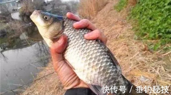 冬钓鲫不用这饵就没口,一年四季都可用,不信你不动心!