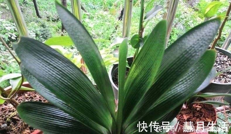 土壤|君子兰不长新叶多是这些因素导致这样养,让君子兰快速生长