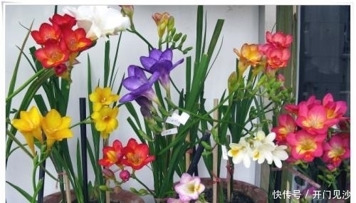 家里种上4种花,皮实又好养,开花满枝头,不愁冬天没花赏