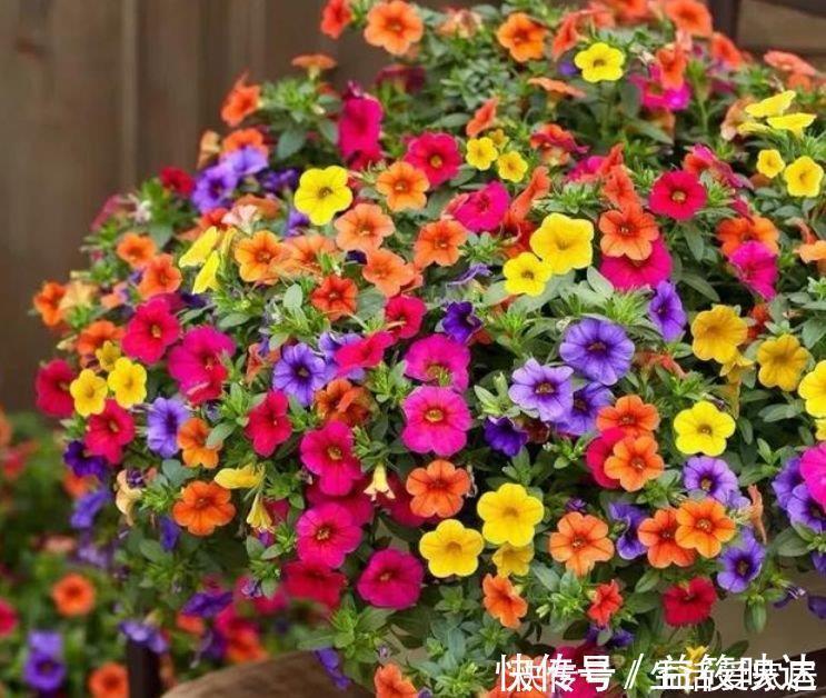 龙沙|最适合新手养的5种花,沾土就能活,花量大不操心,越养越喜欢