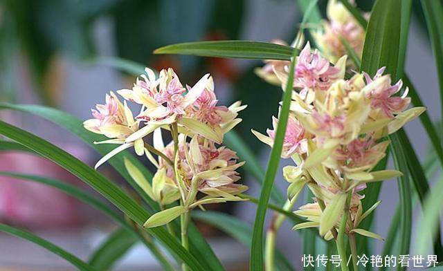 花友|哪种兰花香，怎样才能买到比较香的兰花？3点建议，选到香兰不难