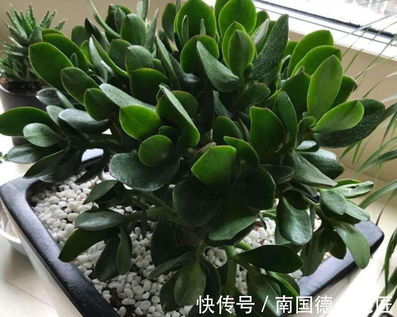 打理|秋天盆栽玉树，怎么打理？满足4点，茎干粗壮、根须旺，好过冬
