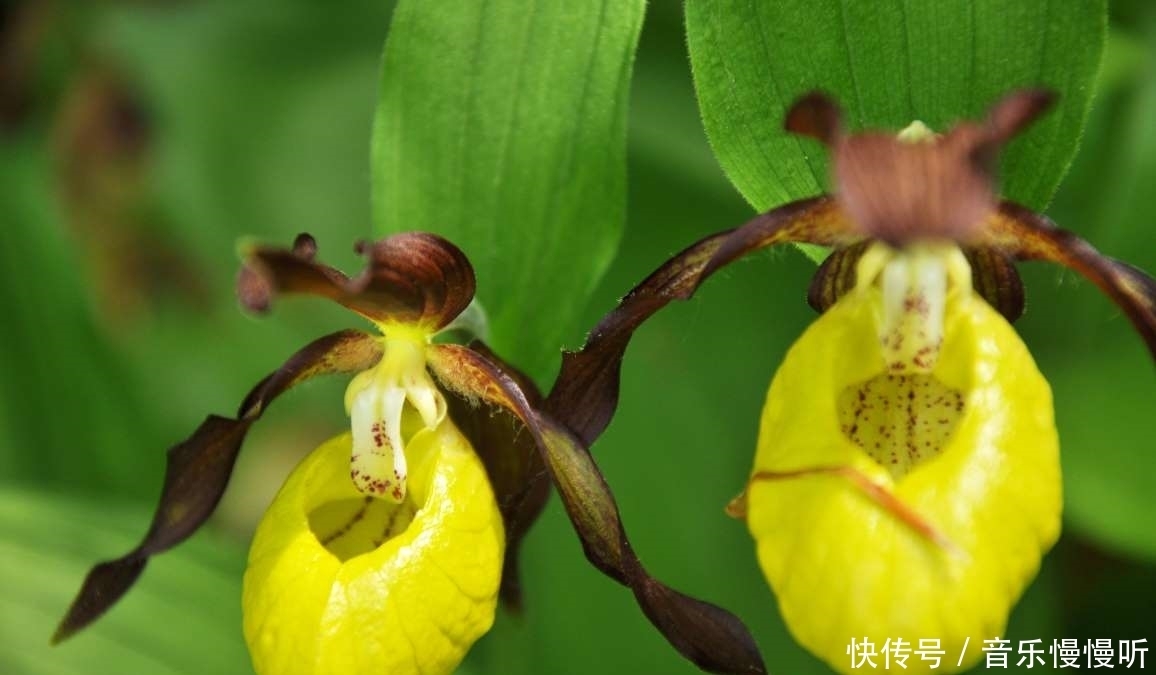 旅行看世界:地球上最稀有的9种花,它们生长在哪儿,您见过吗?