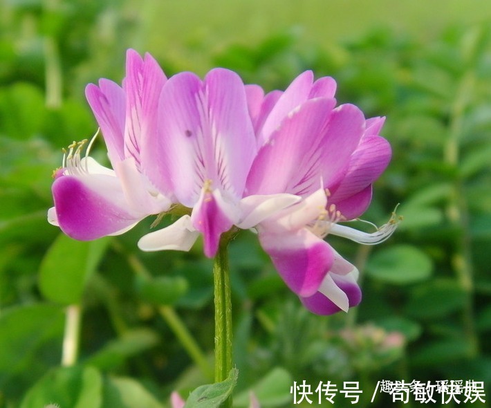 蝴蝶|此花是幸福的象征,状若蝴蝶又如鸡雏,清新自然鲜亮清甜