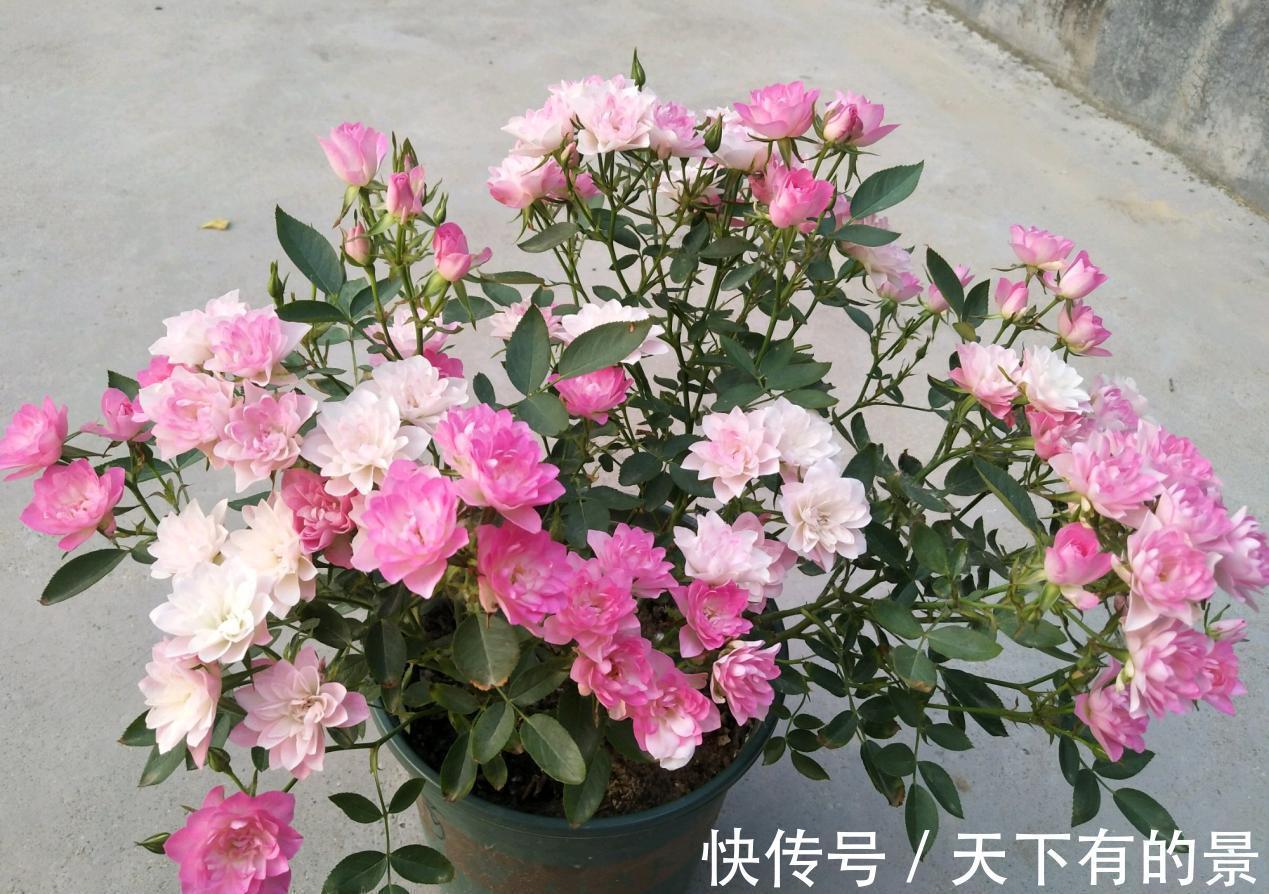 此花号称“开花机器”，居家盆栽牢记4点，开花繁殖能力特强