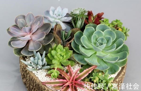 养花|养花“饿着”养,浇水别勤快,新芽反而长得多,这5种花就这样养