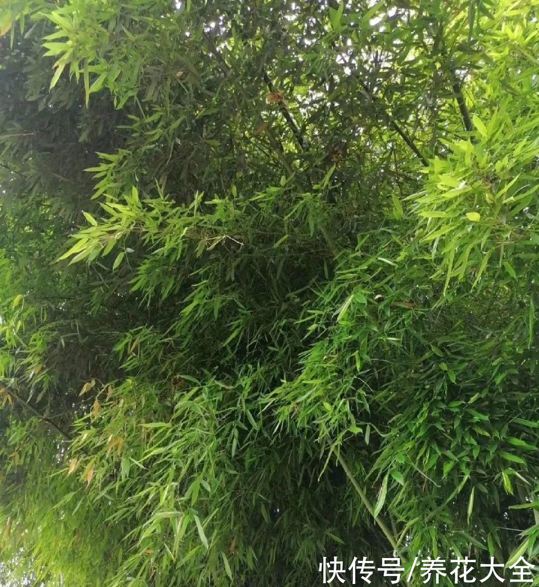  龙舌兰|5种花就是一次性，开完花就扔，别浪费时间