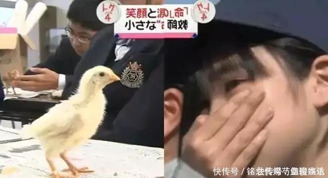 孩子|日本最“变态”的生命课亲自养,亲手杀,亲口吃,孩子崩溃大哭