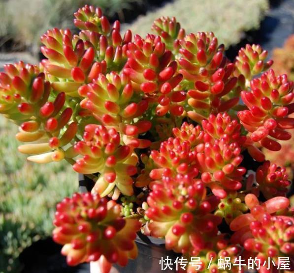 秋冬养这5款红色系多肉,越晒颜色越鲜艳,容易爆盆长势好