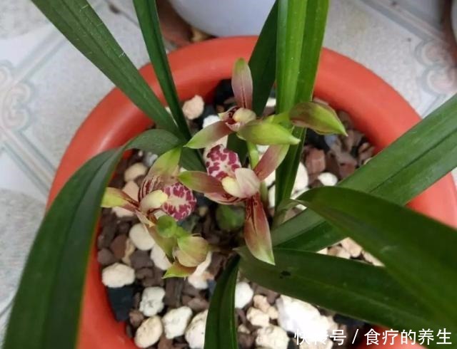 教你自制2种“磷肥”,给兰花用上,促花又促芽,长势旺!