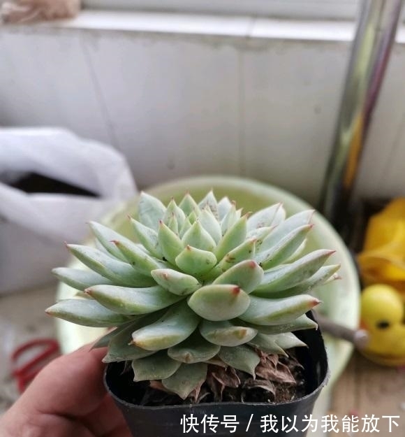 浇水|夏天养多肉,必做这3点,否则就黑腐!原来露养多肉也有缺点