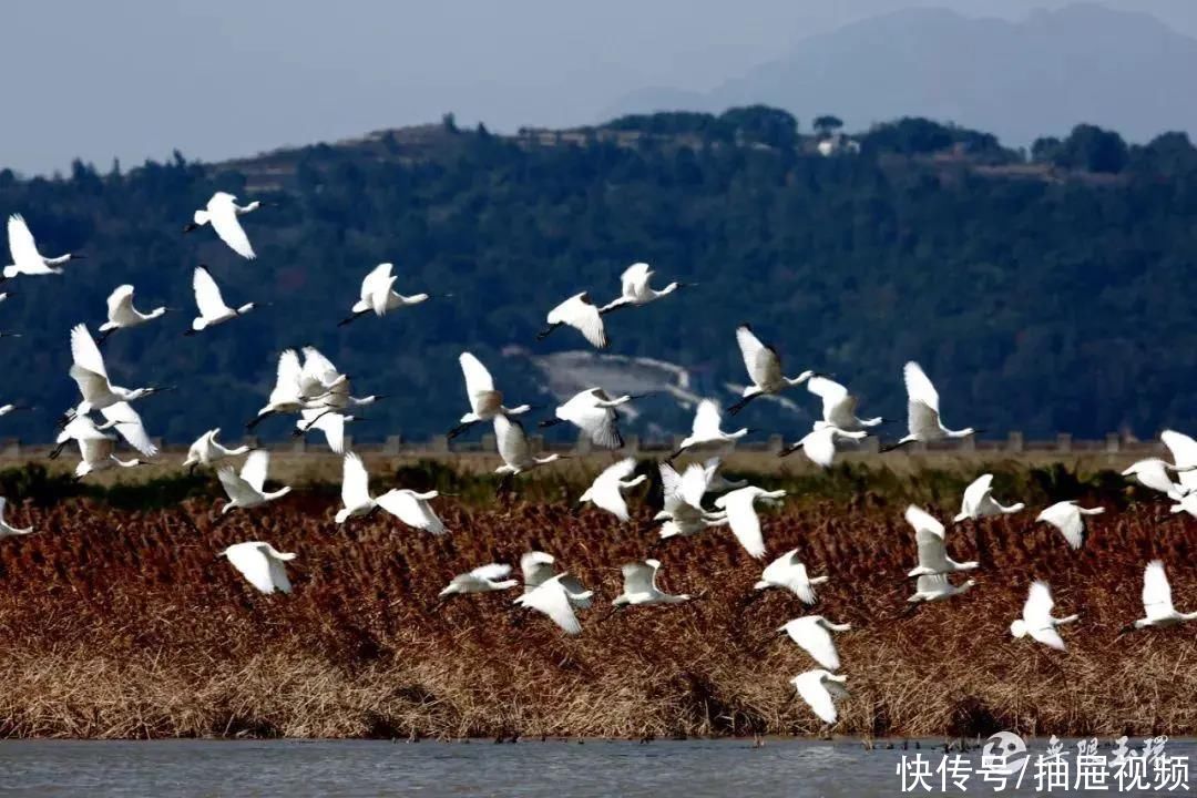 湿地|玉环湿地，全省首批