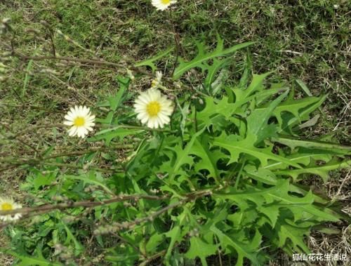 年轻人路边薅1把“网红野菜”回家,老人:这不就是当年的猪草吗