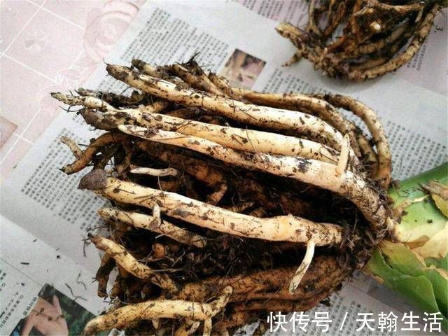 养君子兰要忙起来，翻盆施肥记住“口诀”，生长期长得旺