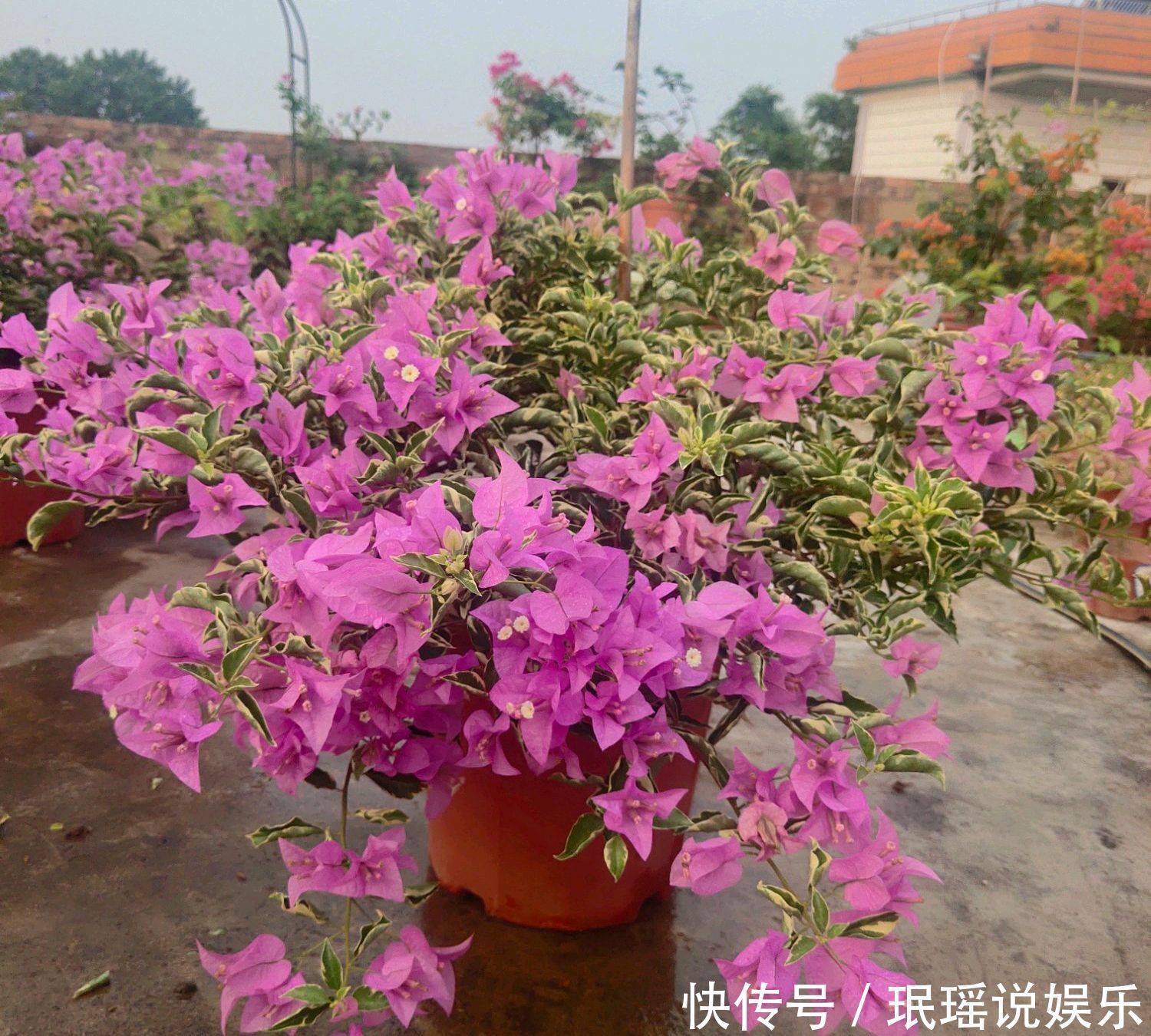 只要狠心，没有改造不了的三角梅盆景，看到效果图后太喜欢