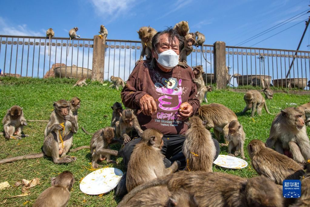 自助餐|泰国华富里：“猴哥”享用自助餐