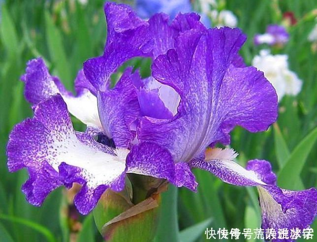 4种花超爱开花,全年开花不断,个个美的出奇