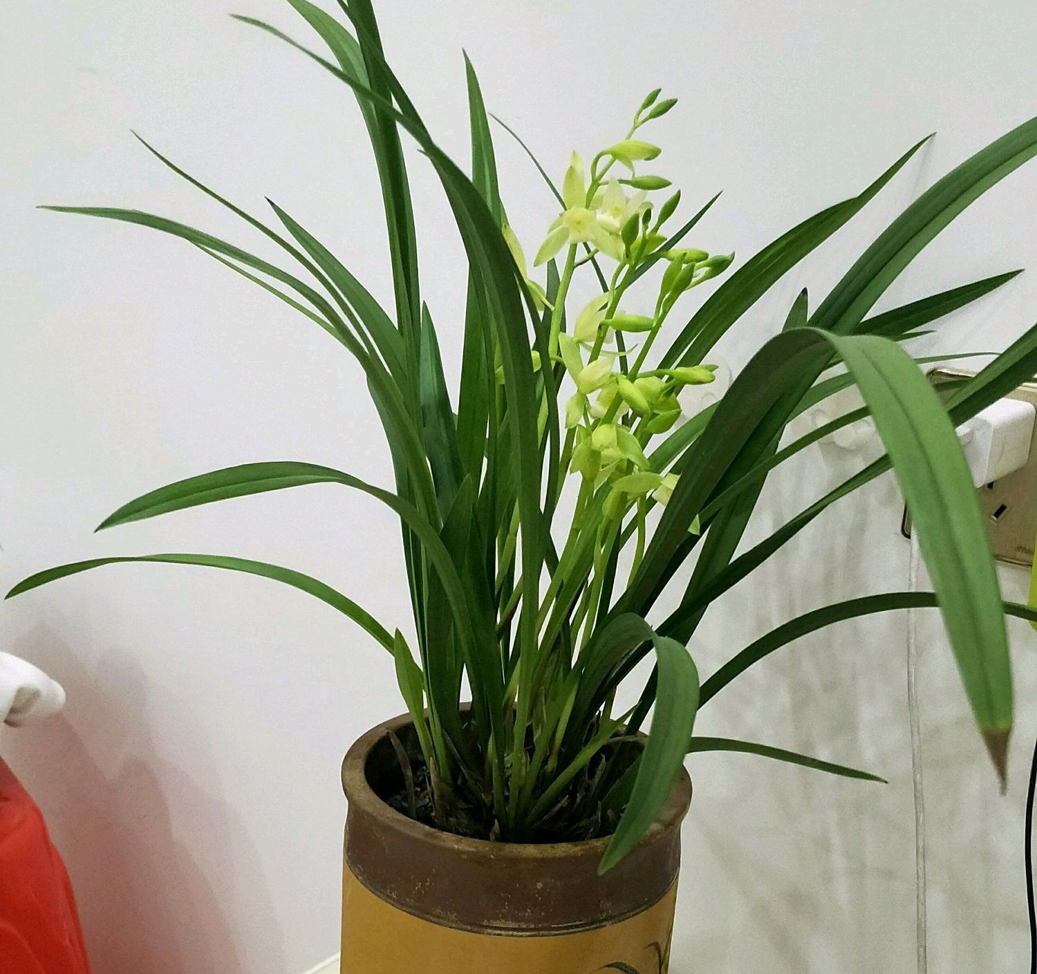 兰花|请给兰花一点尊重，把兰花养成这样良心不会痛吗快做到3点