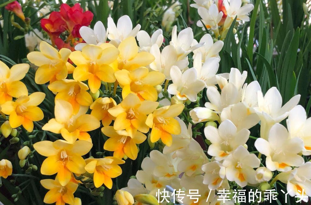 5种“耐寒花”,好看不怕冻,低温也能爆花,一直开到初夏