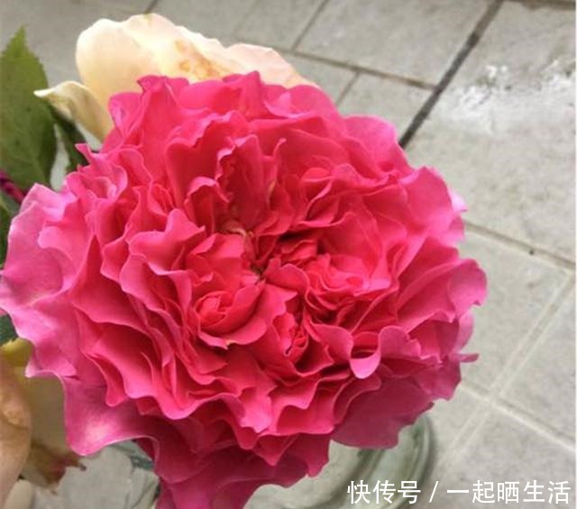  去年买的月季，花越开越小颜色越来越淡。用这几招马上恢复如初！