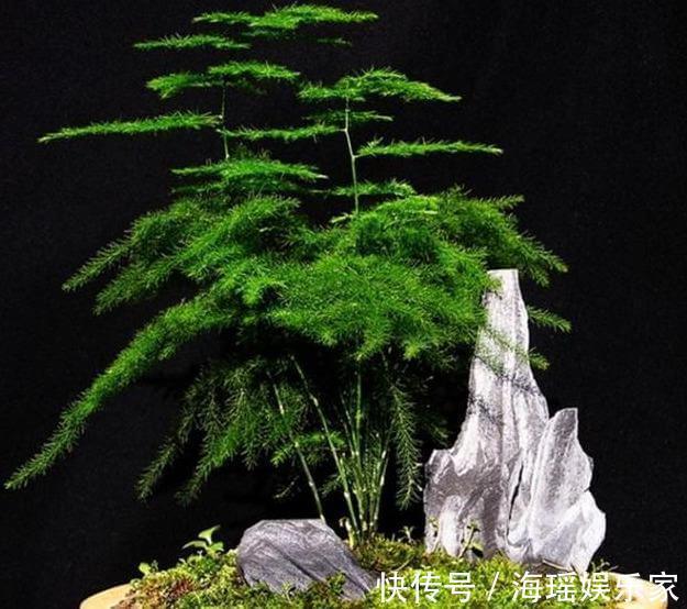神器|文竹盆土里插个“神器”,盆土状况一目了然,变成茂密“小森林”