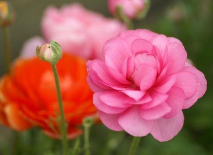 此款花卉，好养易爆盆，盆盆开成大花球，太漂亮了！