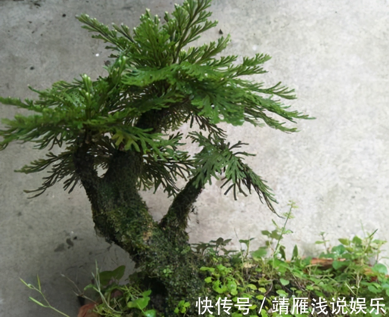 还魂草野外到处都是,碰到后别犹豫,拿个袋子挖走