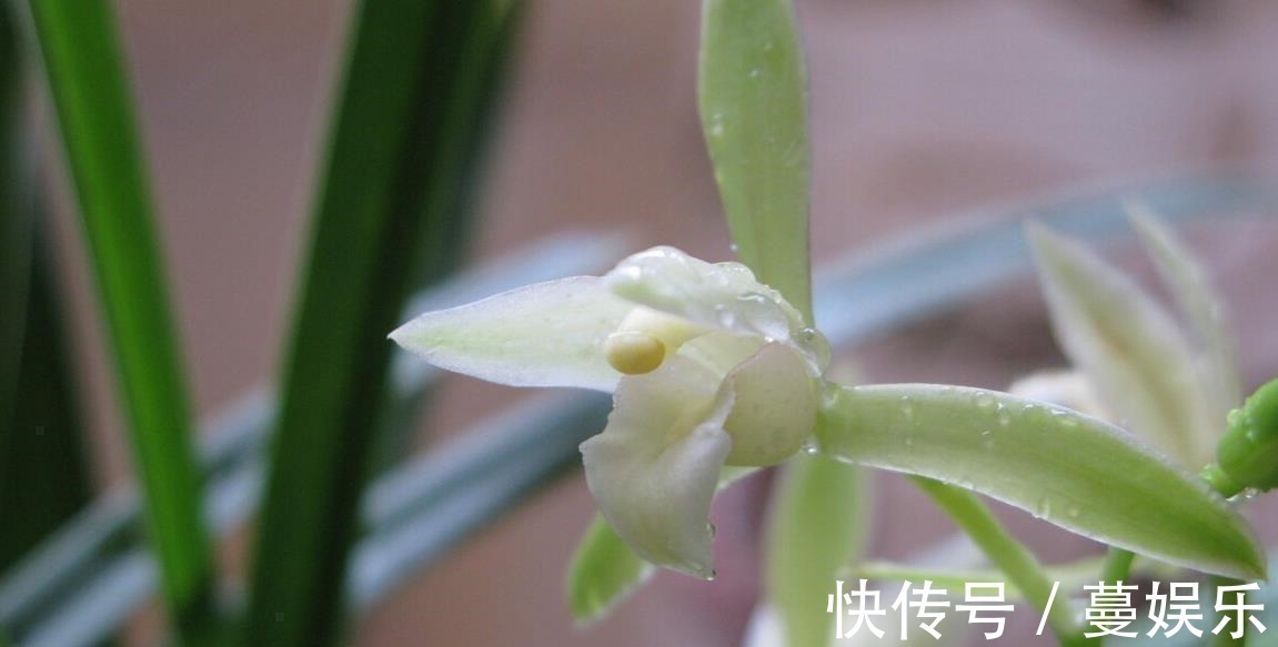 服盆|兰花翻盆:两花不翻、两水不浇、两肥不施,你做对了吗