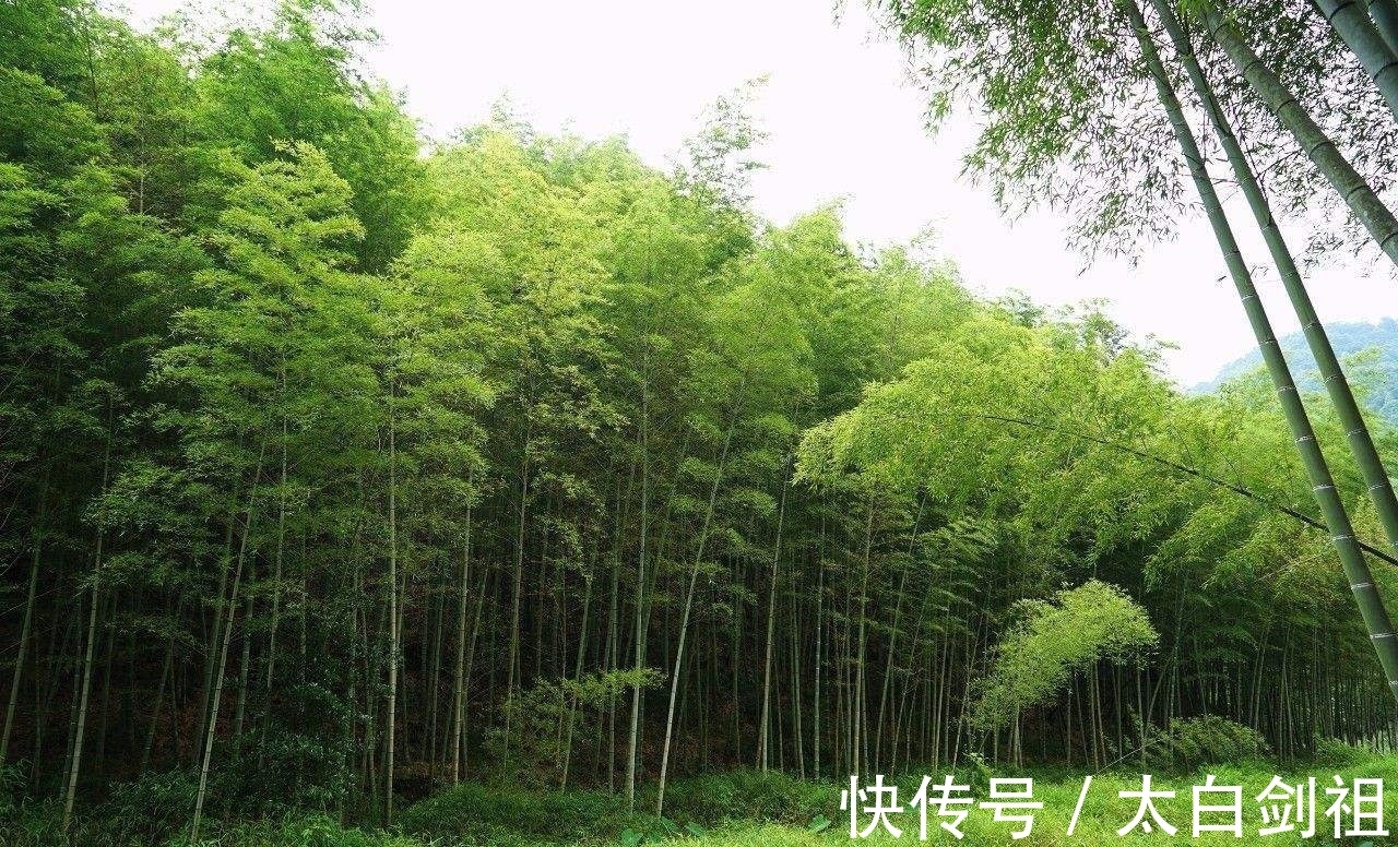 孟浩然!大诗人们的翠竹情怀,十二首著名的诗词,每一首都是经典