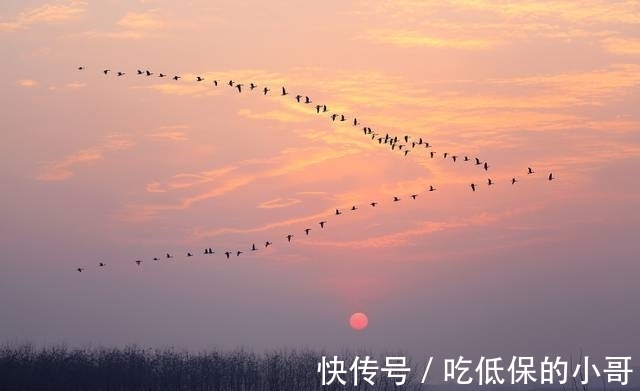 大雁&五言绝句◆云边雁字长