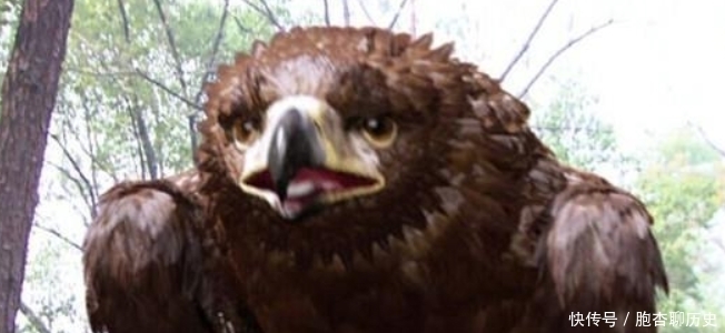 神雕|《神雕侠侣》中“神雕”真的存在?全世界还剩不到1千只