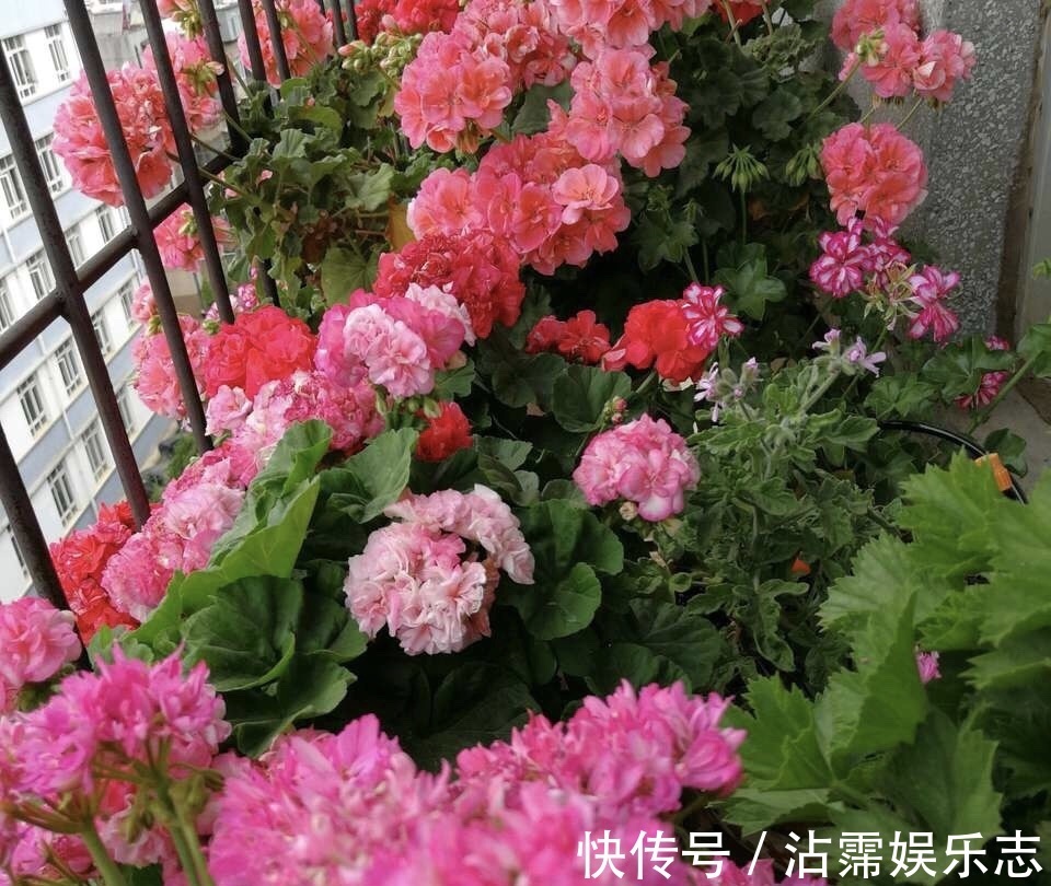 修剪|长寿花、天竺葵“快睡醒了”，准备2种肥撒盆里，9月呼呼冒