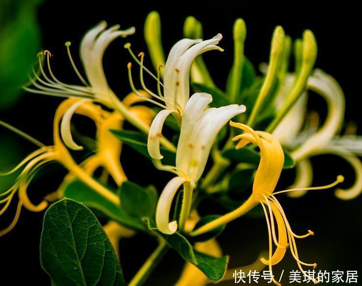 老人|7种适合老人养的花,好养观赏性强,寓意好谁都喜欢