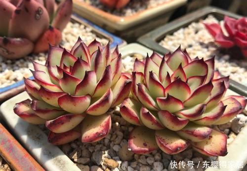 多肉植物|这“三多肉”颜值高，色彩斑斓惹人爱，特爱爆崽长势旺，值得拥有