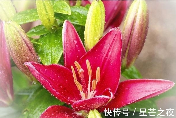 重启|11月结束，桃花如雨，甜蜜再恋，旧爱回首，缘分重启，白首不离