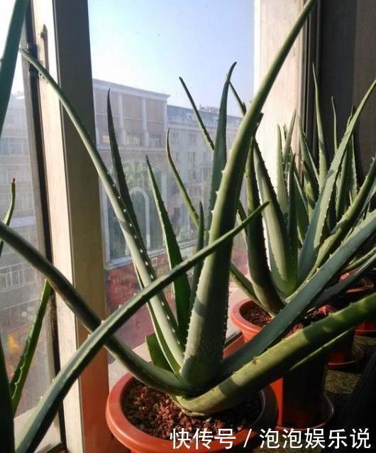 5种好养的长寿之花,轻松就能养活,几十年都不死,早看早知道