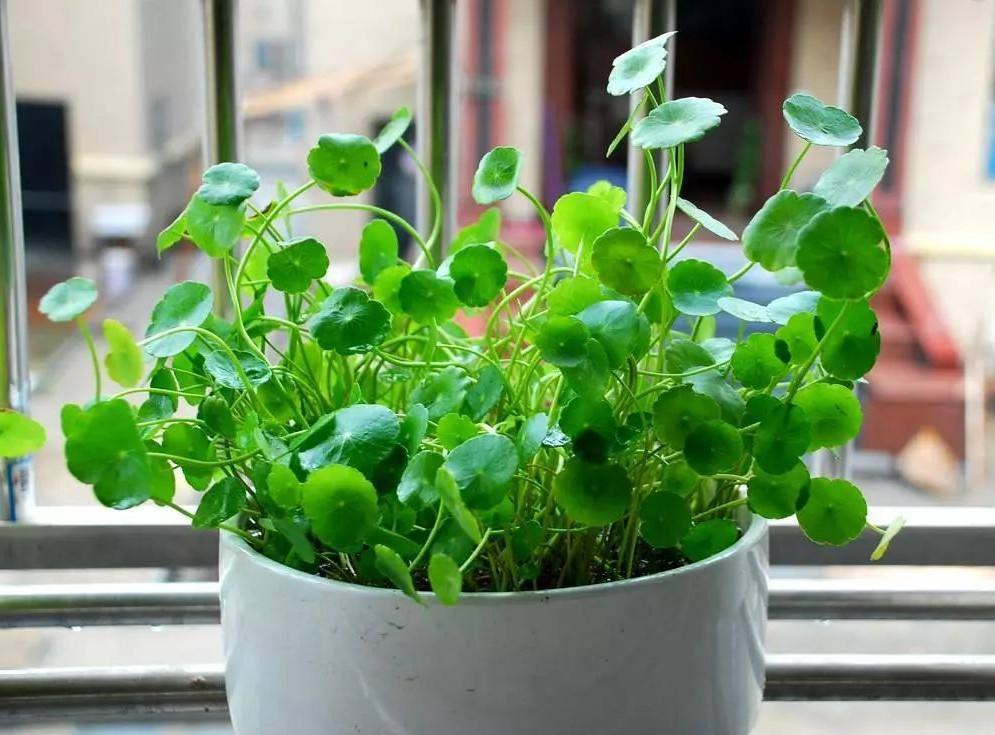 铜钱草叶子枯黄,没精神,是不是快要枯萎了