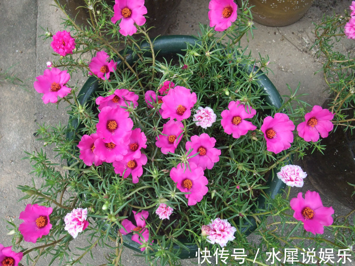 天竺葵|3种“懒人花”,30天不管,反而花开“爆盆”,浇水勤快却危险
