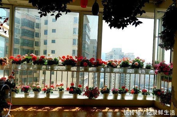 品种|为了养花，她花了3年时间，把家改造成了一个漂亮大花房，太惊艳！